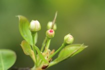 梦见花卉抽新芽?梦见花卉抽新芽什么意思!