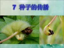 十种种子传播方法?十种种子传播方法图片!