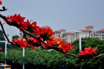 广州市市花?广州市市花是什么花?!