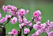 桃花是什么季节开的?桃花是什么季节开的花!