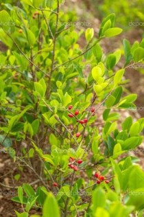 古柯主要种植在哪里?古柯主要种植在哪里?答案!