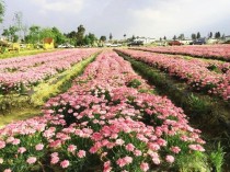 昆明呈贡花卉基地?昆明呈贡花卉基地在哪里!