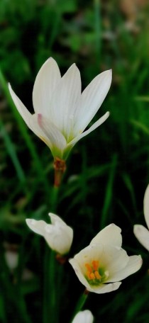 白花葱兰?白花葱兰图片!