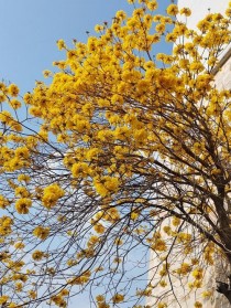 黄风铃花?黄风铃花图片!