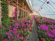 温室种植优质花卉?温室种植优质花卉有哪些!