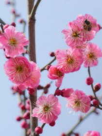 梅花是花卉吗?梅花是花卉吗还是植物!