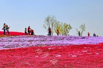 日照花卉基地报价?日照花卉基地报价表!