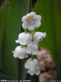 白色的草本花卉?白色的草本花卉有哪些!