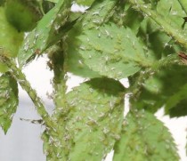 一种消灭蚜虫的好方法?一种消灭蚜虫的好方法是什么!