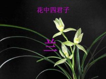 花中君子?花中君子指的是什么!