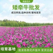 山东花卉种苗公司?山东花卉种苗公司有哪些公司!