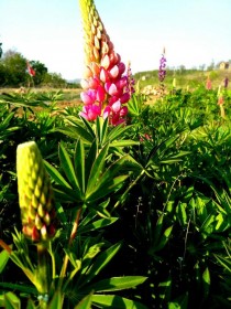 鲁冰花是什么意思?儿歌《鲁冰花》的鲁冰花是什么意思!