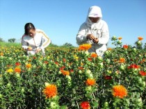 红花种植技术?红花种植技术与栽培管理!