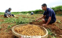 太子参种植?太子参种植技术与栽培管理!