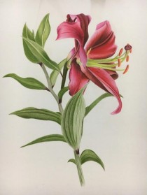 各种花卉绘画?各种花卉绘画图片!