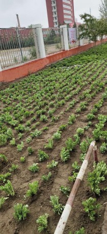 露地花卉种植管理?露地花卉种植管理方法!