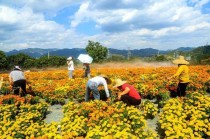 遵义海龙花卉基地?遵义海龙花卉基地在哪里!