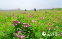 高淳花卉养殖基地?高淳花卉养殖基地在哪里!