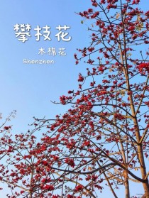 攀枝花是什么花?攀枝花是什么花图片!