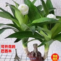 适宜室内花卉植物?适宜室内花卉植物有哪些!