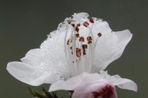 冰雪花花卉?冰雪花卉图片!