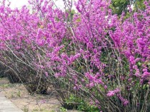 宿迁花卉信誉低?宿迁市花卉!