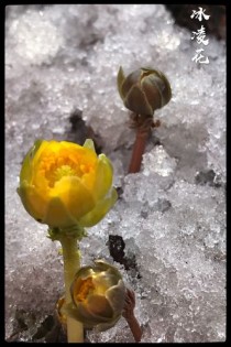 冰凌花是保护植物吗?冰凌花是保护植物吗为什么!