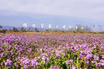 济源梨林花卉?济源梨林花卉批发市场!