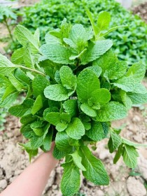 香花菜?香花菜的功效与作用!