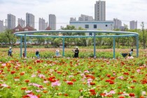 昆山周市花卉?昆山周市花卉种植基地!