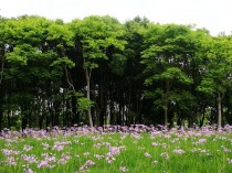 林间花卉地图片?林间花卉地景区!