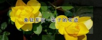 代表友情的花?代表友情的花是什么花!