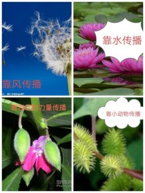 什么植物靠风传播种子?什么植物靠风传播种子的方法!