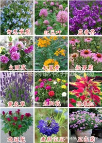 花卉种子?花卉种子批发市场!