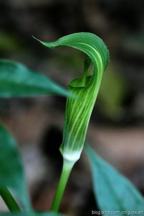 天南星科植物?天南星科植物有毒吗!