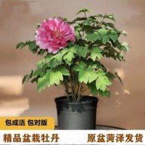 花卉批发盆栽牡丹?花卉批发盆栽牡丹多少钱!