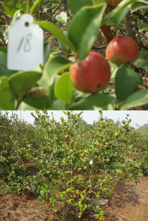 湘林油茶?湘林油茶品种 介绍!