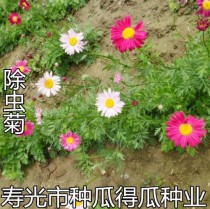 花卉驱虫小妙招?花卉驱虫小妙招有哪些!