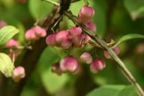 卫矛花卉花果实?卫矛花图片!