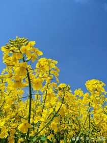 油菜花的花语?油菜花的花语是什么!