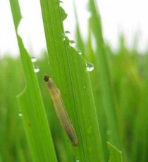 小麦粘虫?小麦粘虫的天敌主要有!