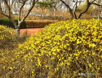 连翘和迎春花的区别?连翘和迎春花的区别图片!