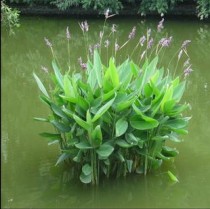 露地花卉包括水生?露地花卉包括水生植物吗!