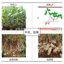 花生的生长过程?花生的生长过程图片!