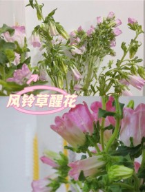 风铃花卉养殖方法?风铃花卉养殖方法视频!