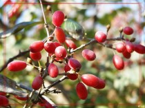 茱萸是什么植物?茱萸是什么植物图片!