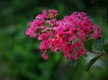 紫薇花?紫薇花图片!