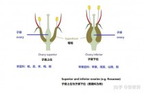 花卉营养贫乏症?花卉营养贫乏症检索表!