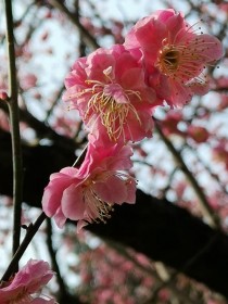 武汉市花?武汉市花是什么花,象征什么!