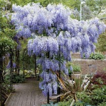 南方庭院花卉品种?南方庭院种什么植物最旺宅!